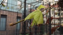 Frk. Lind er sprunget ud
